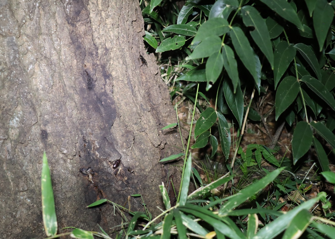 ノコギリクワガタ1♂1♀_No.3のクヌギ_クワガタ達のオアシス_2023年10月25日19時5分 気温15.3度